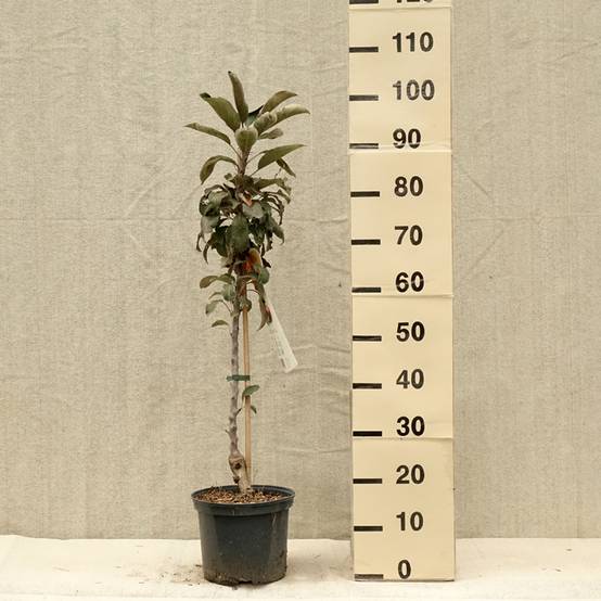 Promesse de Fleurs - Pommier Ballerina Red Leaf Pot de 4L/5L - Image 2