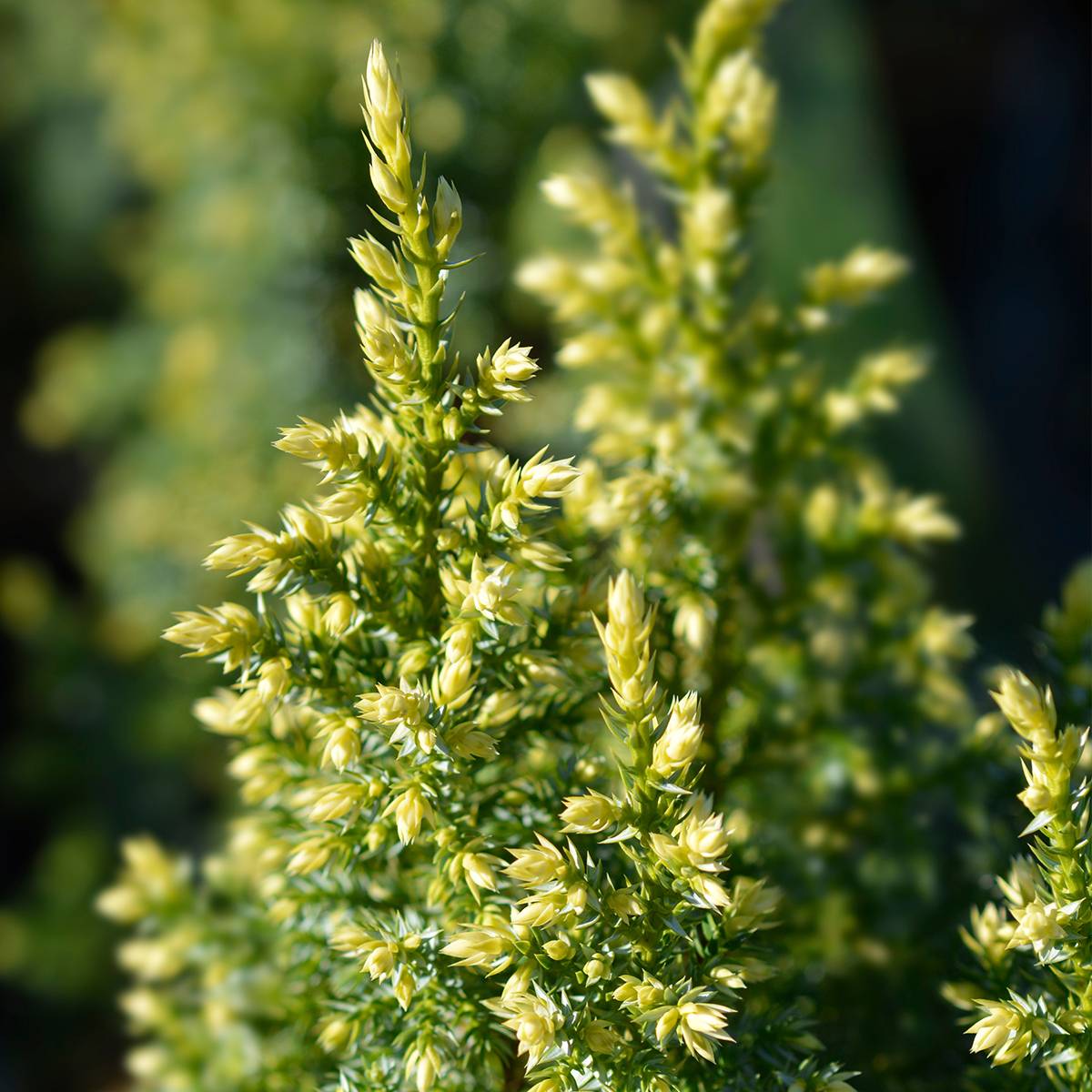 Promesse de Fleurs - Genévrier - Juniperus pingii Hulsdonk Yellow Pot de 2L/3L