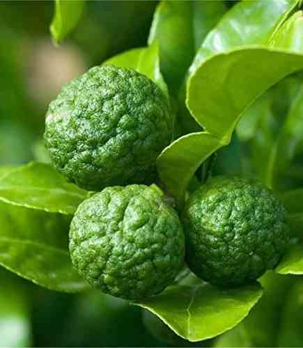 Sans Marque - Citrus Hystrix agrumes (Combava, Kaffir lime, combawa, cumbava) Couleur floraison:Blanc - Taille:Pot de 9 litres -140/160 cm - Imagen 3