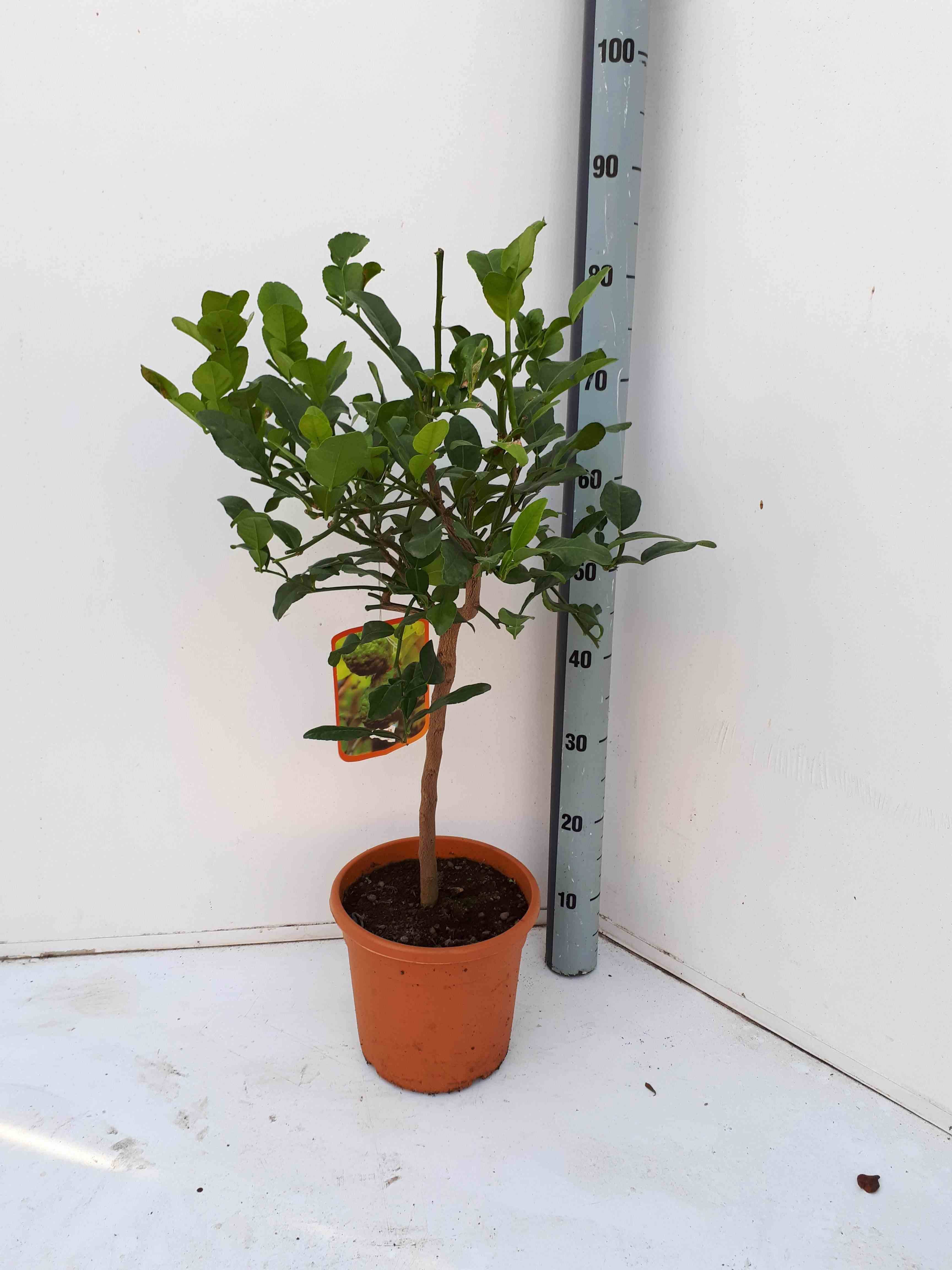 Sans Marque - Citrus Hystrix agrumes (Combava, Kaffir lime, combawa, cumbava) Couleur floraison:Blanc - Taille:Pot de 9 litres -140/160 cm - Imagen 2