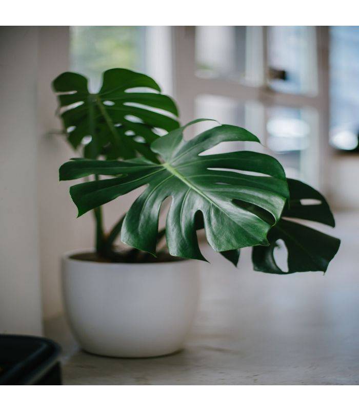 Terreau plantes vertes, sac de 50 litres - PRO12 - Imagen 3