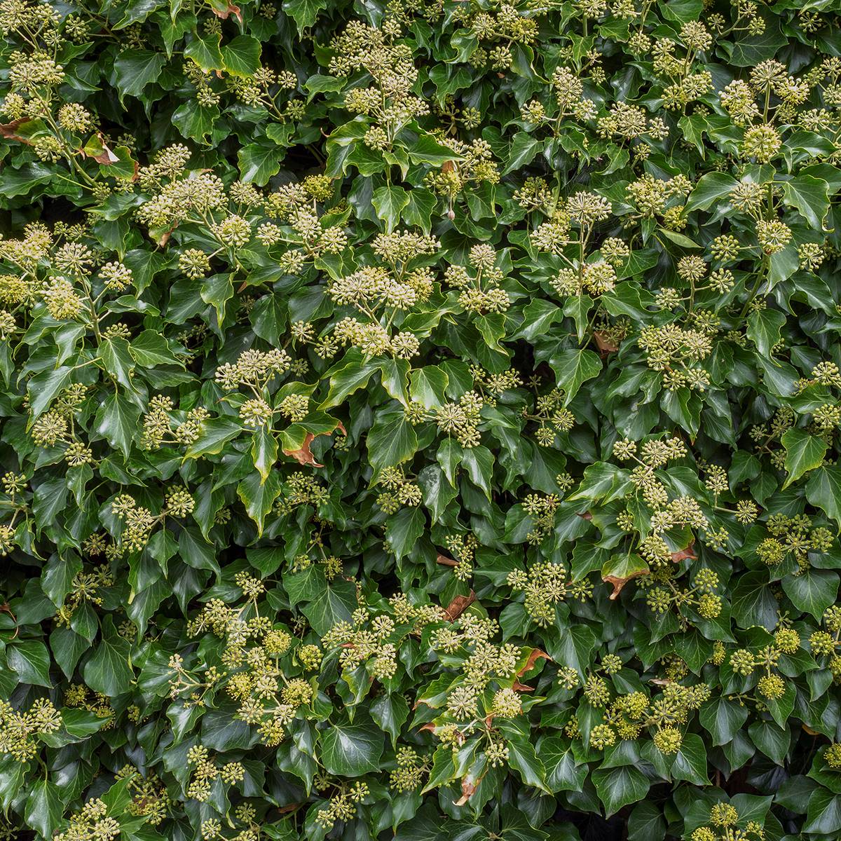Promesse de Fleurs - Lierre arbustif - Hedera helix Arborescens Pot de 3L/4L