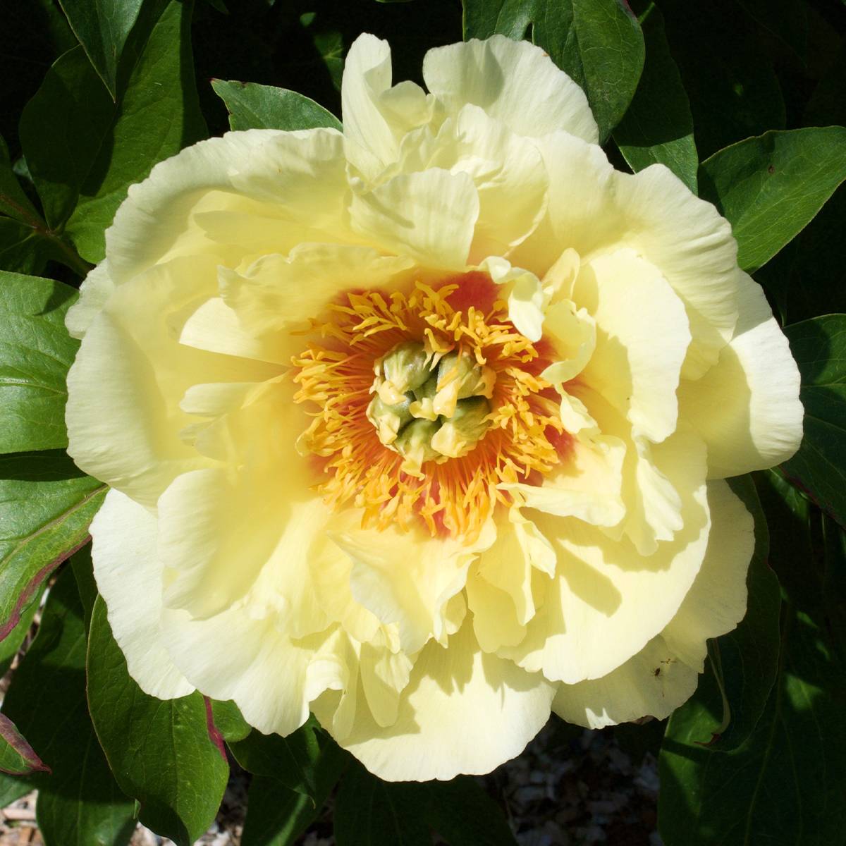 Promesse de Fleurs - Pivoine itoh Yellow Crown  Souche 3/5 yeux