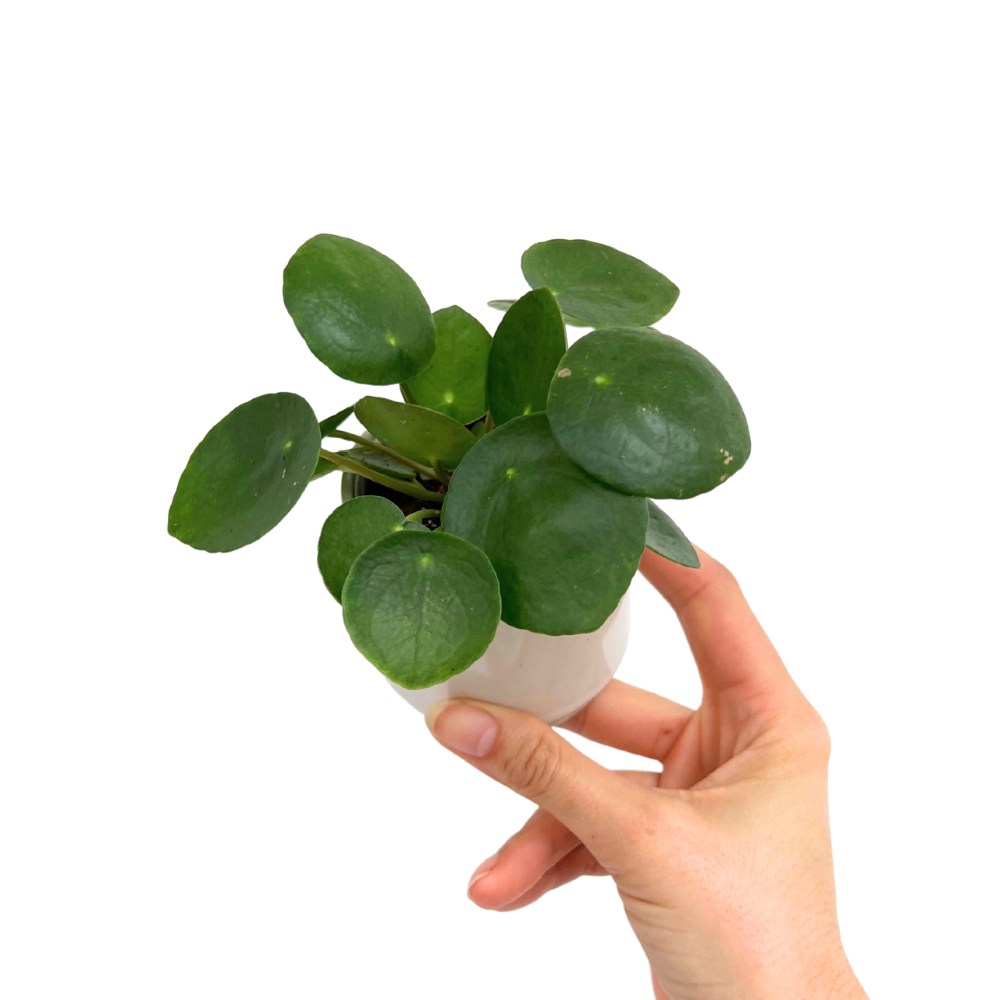Pilea Peperomioides - Pot de 6cm - Plantes d'intérieur - Image 5