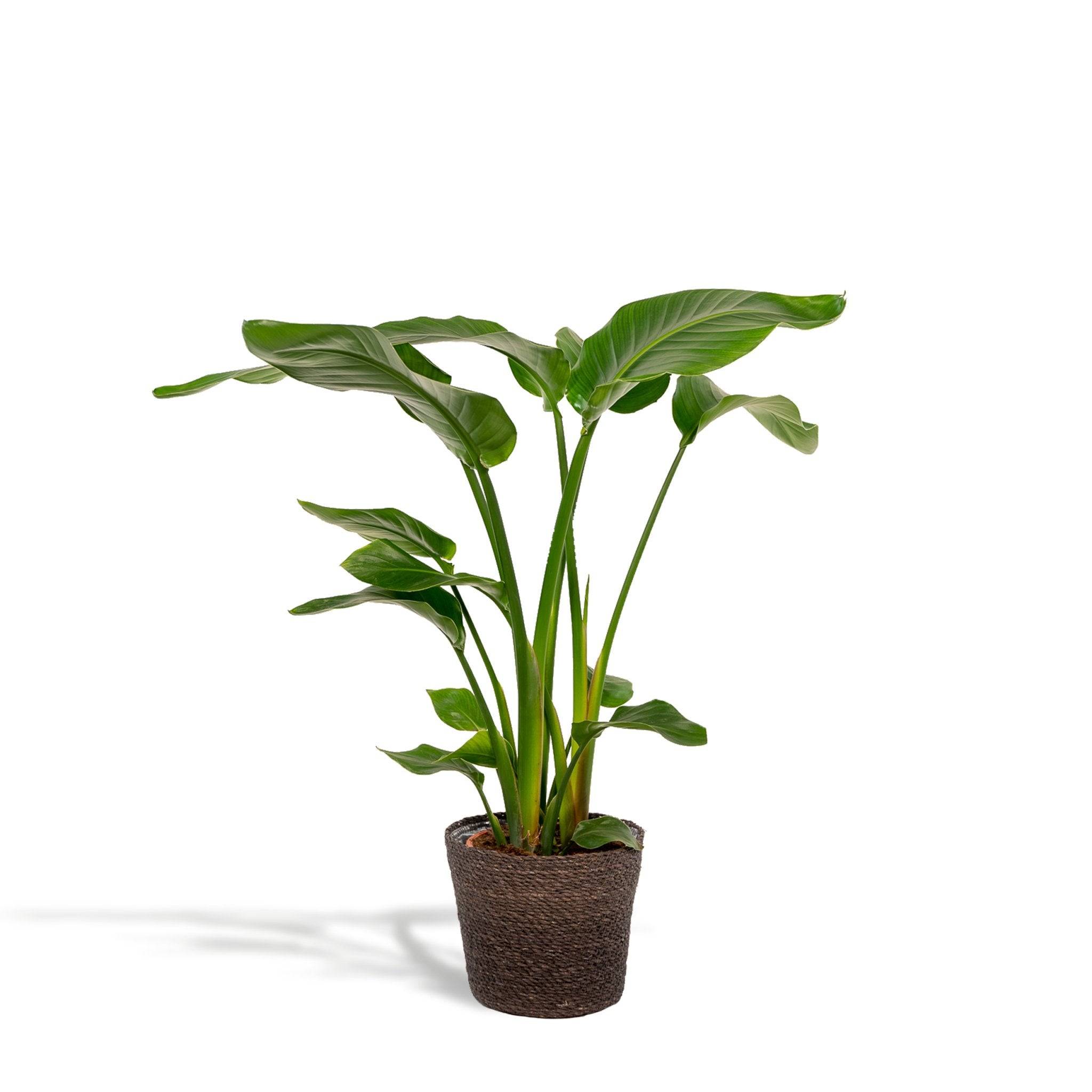 La Green Touch - Strelitzia Nicolai 80cm - Plante d'intérieur- La Green Touch - Imagen 2