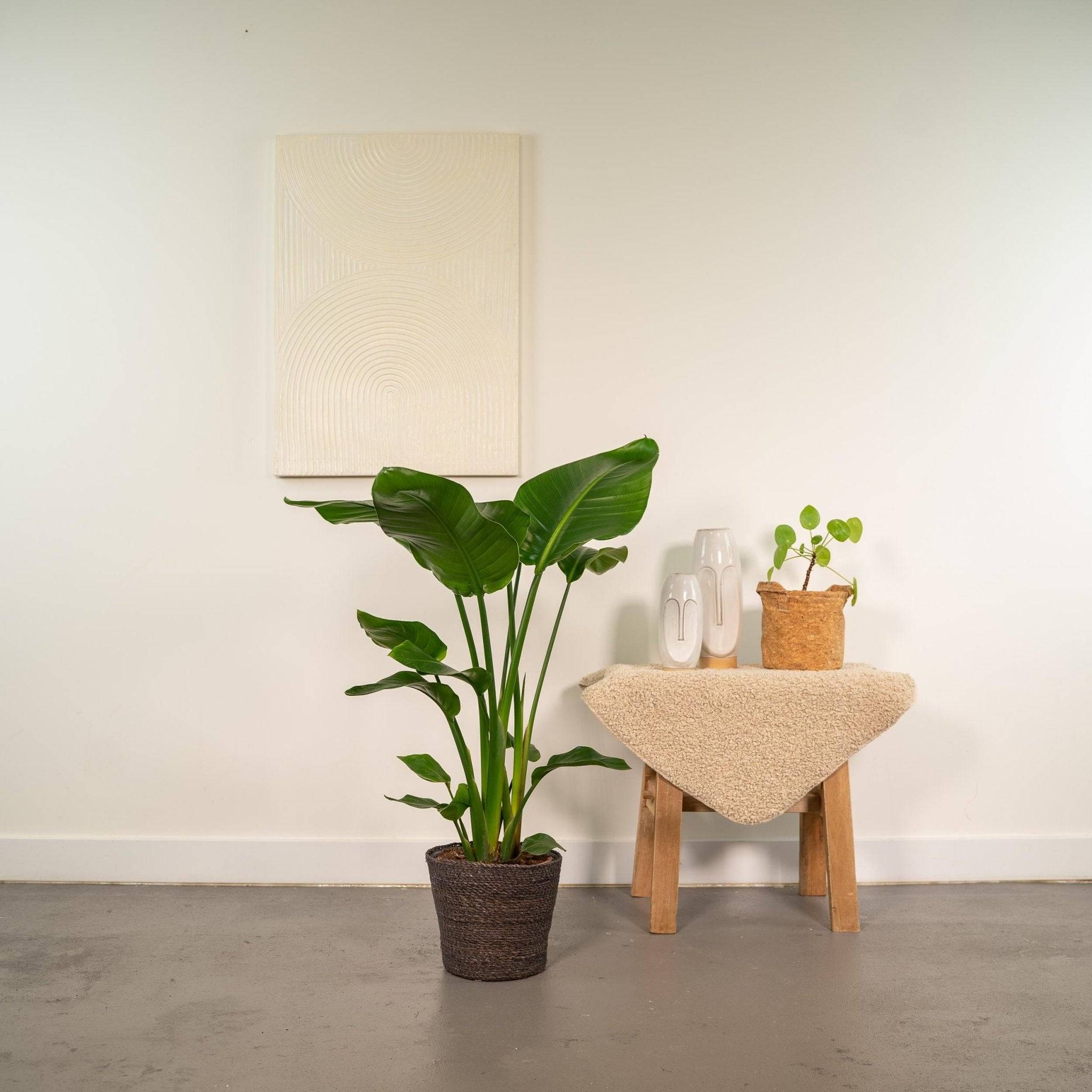 La Green Touch - Strelitzia Nicolai 80cm - Plante d'intérieur- La Green Touch - Imagen 6