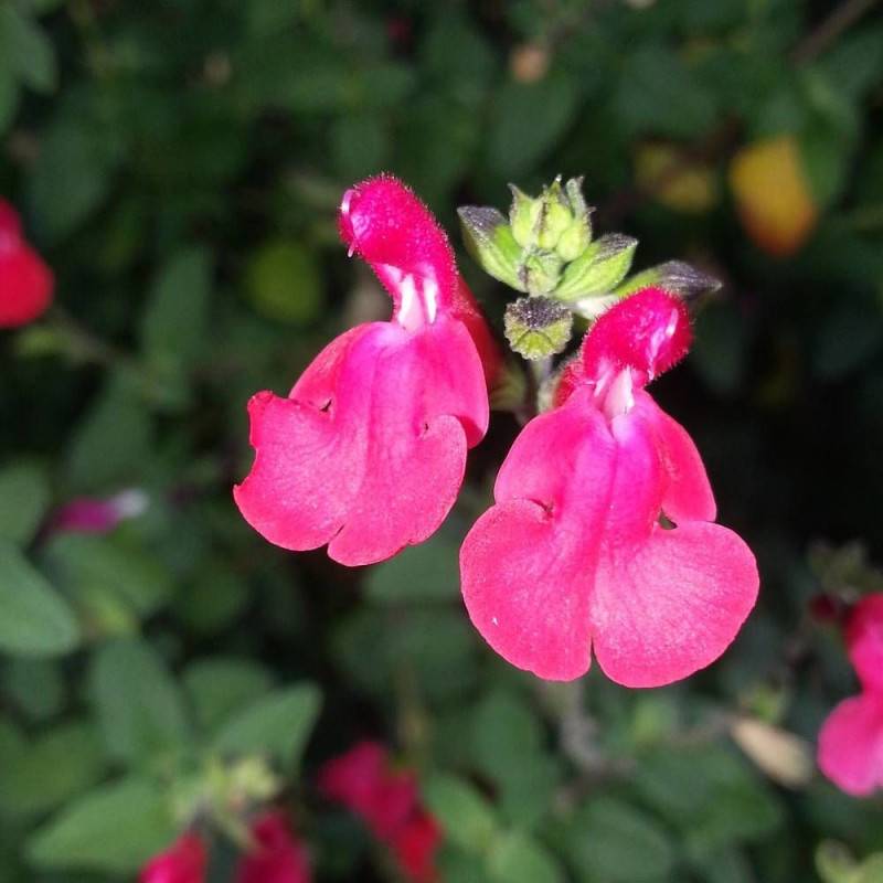 Sauge d'automne Mirage™ Hot Pink à fleurs Rose/ - feuillage Caduc - Pot de 4L - 40/60 cm - Imagen 1