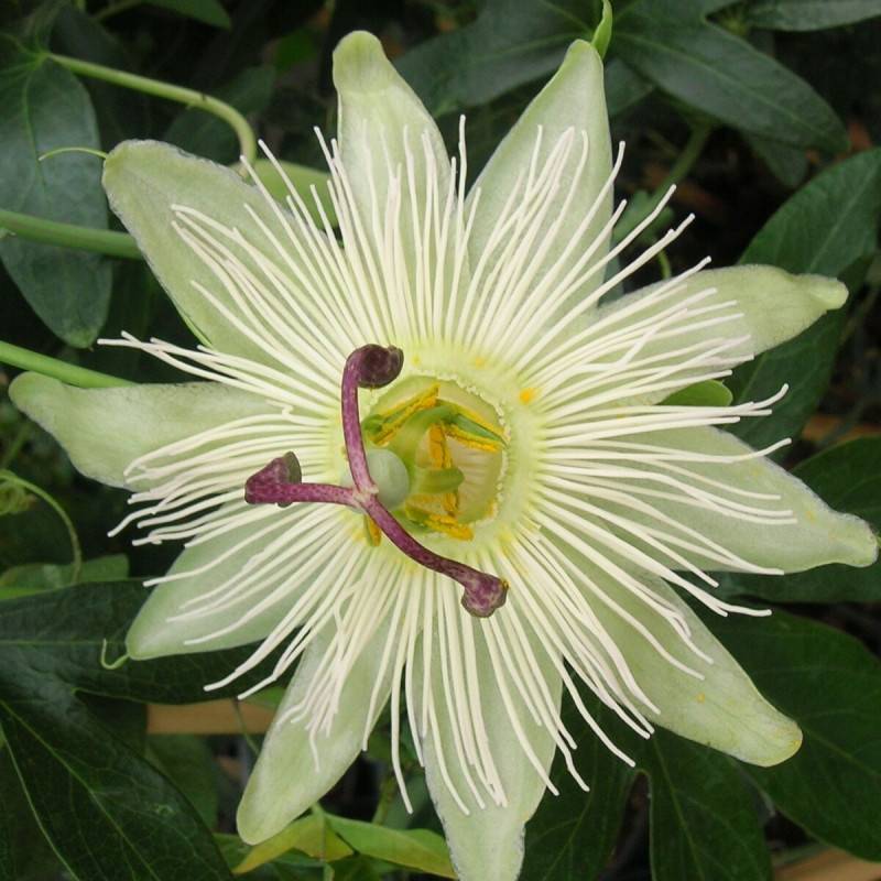 Passiflore Constance elliot à fleurs Blanche - feuillage Semi-Persistant - Godet - 5/10 cm-  hauteur à maturité De 3,00 m à 5,00 m - Imagen 1