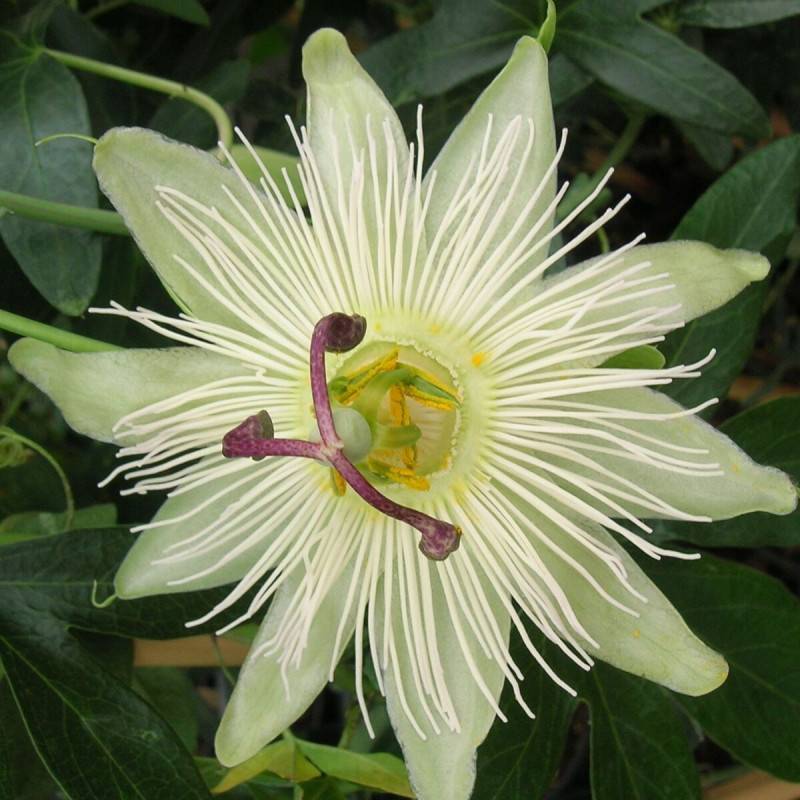 Passiflore Constance elliot à fleurs Blanche - feuillage Semi-Persistant - Godet - 5/10 cm-  hauteur à maturité De 3,00 m à 5,00 m - Imagen 8