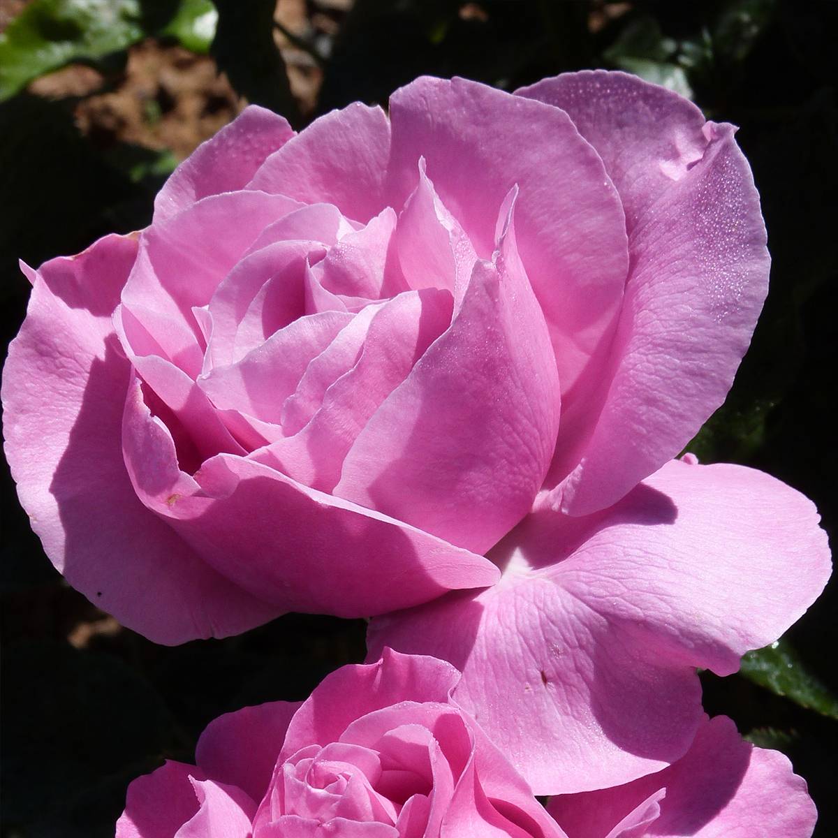 Promesse de Fleurs - Rosier à grandes fleurs Womanity Racines nues en motte