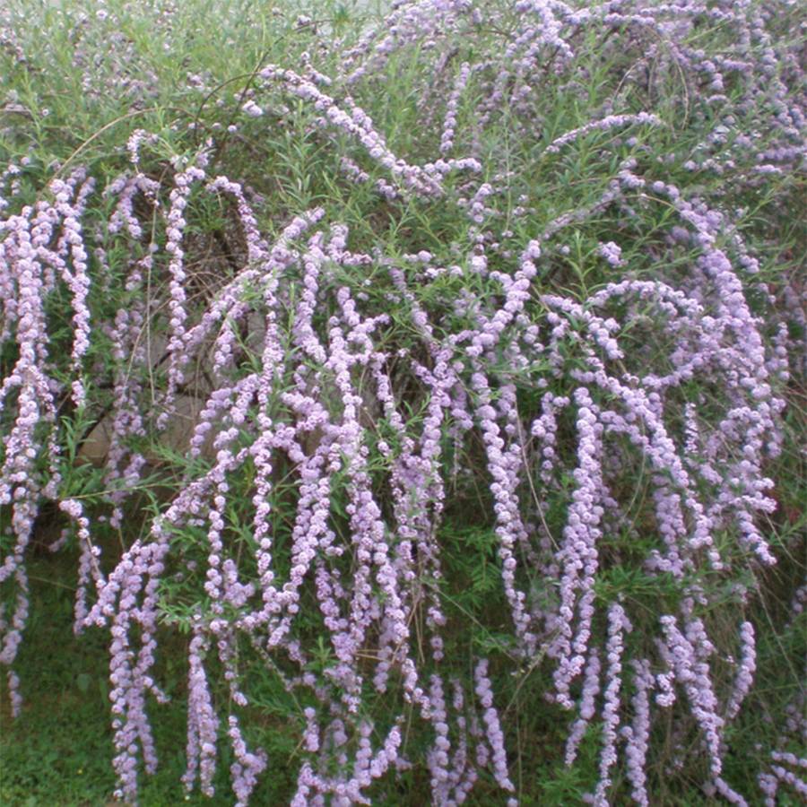 Promesse de Fleurs - Buddleia alternifolia - Arbre aux papillons Godet de 8/9 cm - Image 1