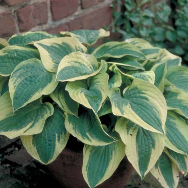 Promesse de Fleurs - Hosta Wide Brim Godet de 8/9 cm