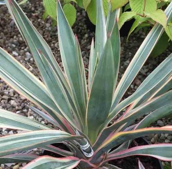 0 - Yucca gloriosa variegata (Dague espagnole) pot de 110L 100/125cm - Image 2