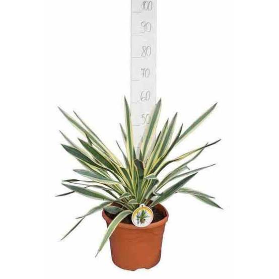 0 - Yucca gloriosa variegata (Dague espagnole) pot de 110L 100/125cm - Image 1