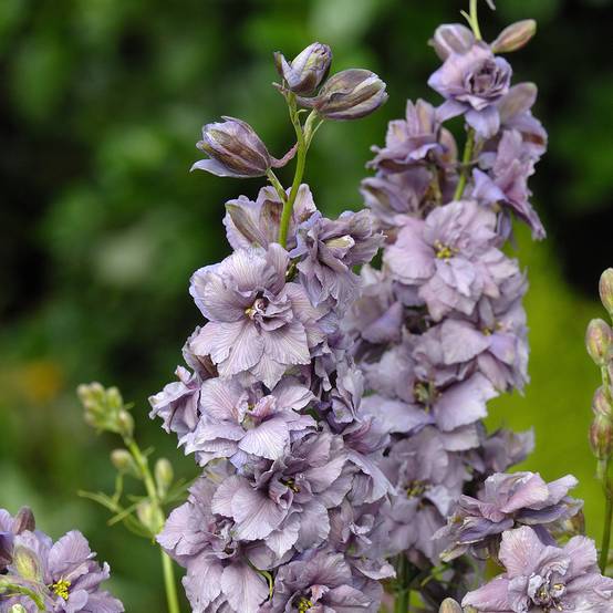 Graines de Delphinium consolida Misty Lavender - Pied d'Alouette annuel le sachet de 150 graines environ (0,5g)