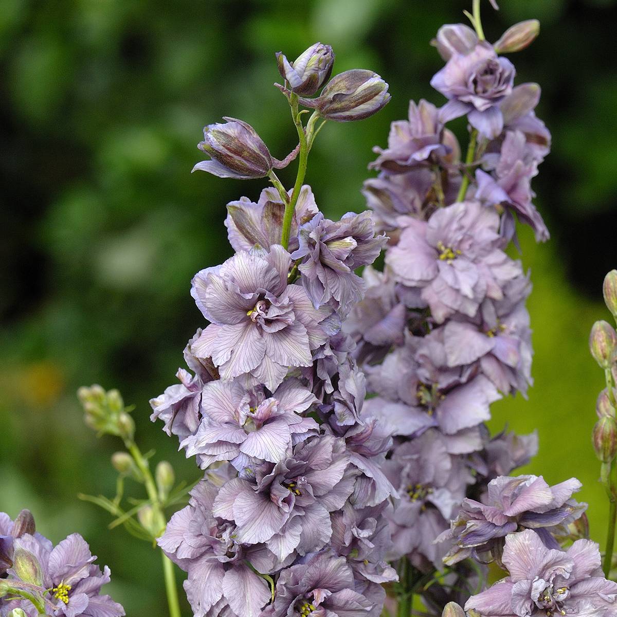 Graines de Delphinium consolida Misty Lavender - Pied d'Alouette annuel le sachet de 150 graines environ (0,5g)