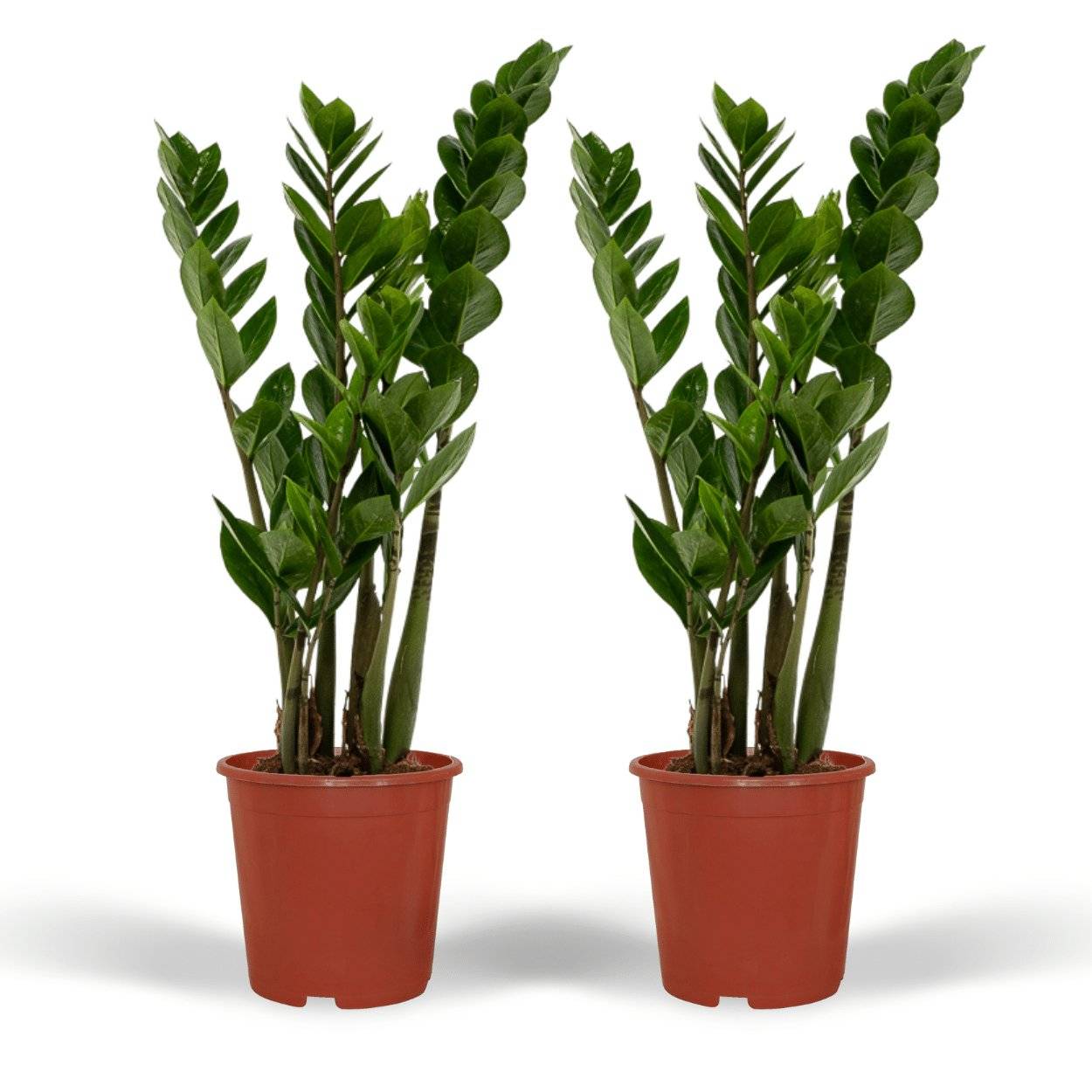 Zamioculcas Zamiifolia - H50cm