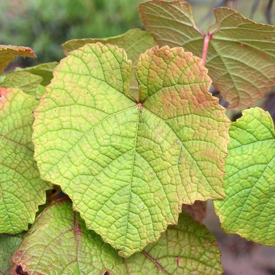 Promesse de Fleurs - Vigne d'ornement - Vitis odoratissima (vulpina, riparia) Pot de 3L/4L