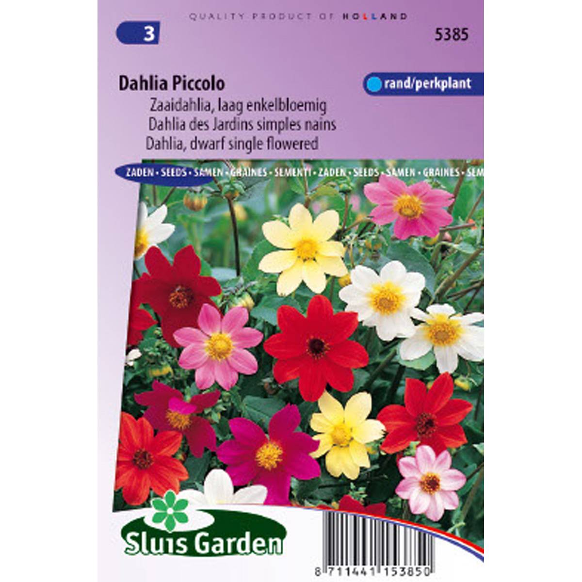 Graines de Dahlia nain Piccolo simple en mélange le sachet de 50 graines environ (0,7g)