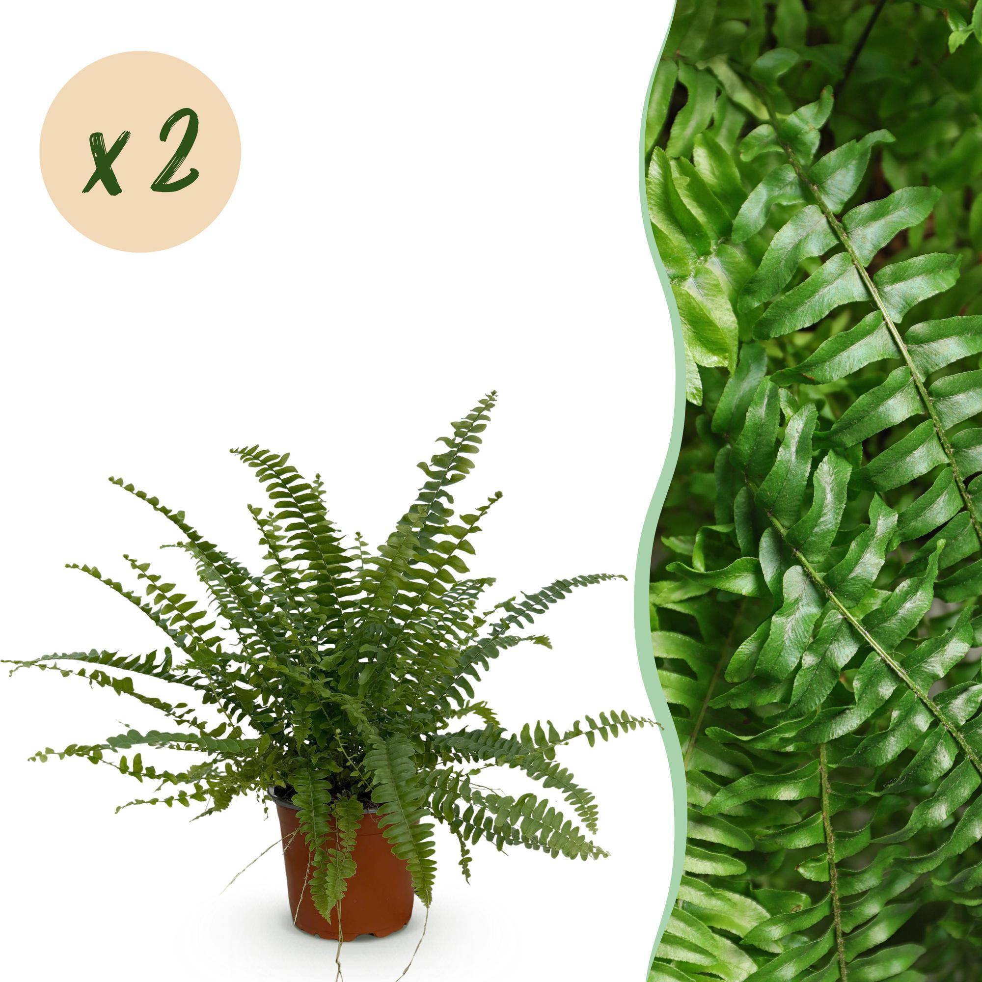 Nephrolepsis exaltata Green Lady - Pet-friendly - Pot de 12cm - Hauteur 25-30cm - 2 plantes - Sans cache-pot - Plantes d'intérieur
