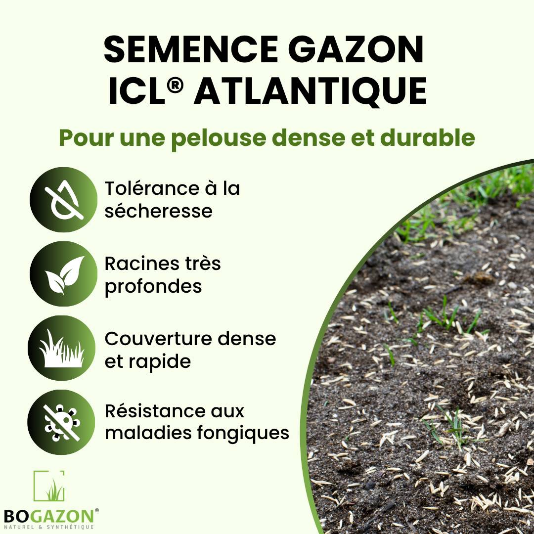 Bogazon - Gazon a semer ICL Atlantique 10 kg | Graines de Gazon Agrément Résistant Sécheresse & Rouille | Semence avec Système Racinaire Profond - Image 2