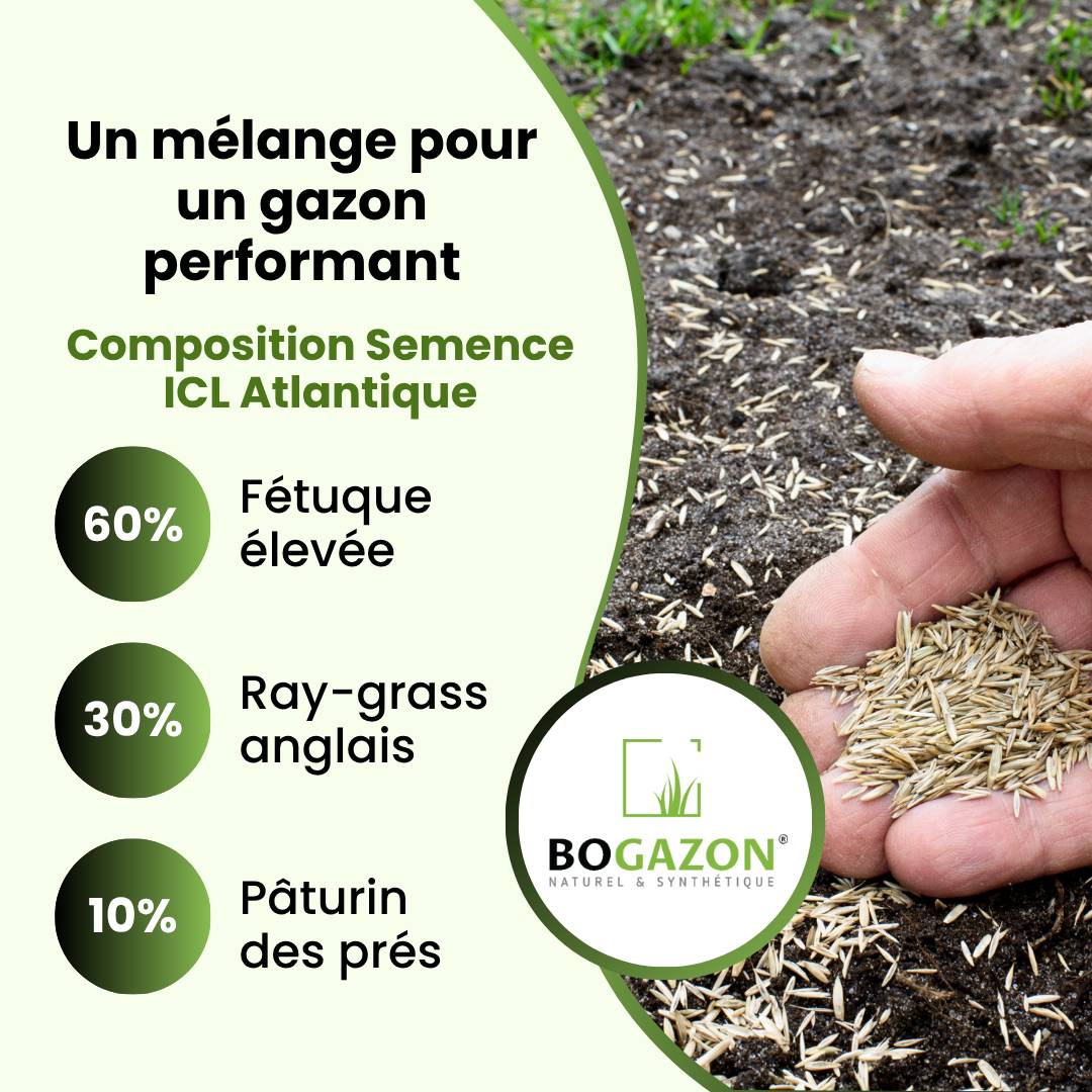 Bogazon - Gazon a semer ICL Atlantique 10 kg | Graines de Gazon Agrément Résistant Sécheresse & Rouille | Semence avec Système Racinaire Profond - Image 5