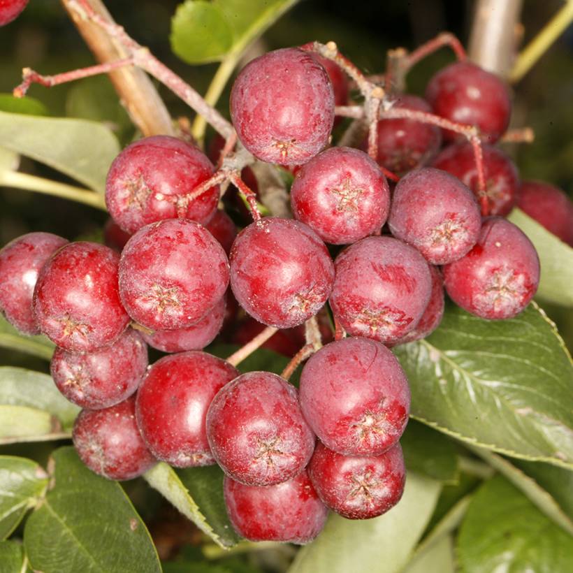 Sorbier des oiseleurs - Sorbus Alaja Krupnaja Pot de 4L/5L - Jardiland