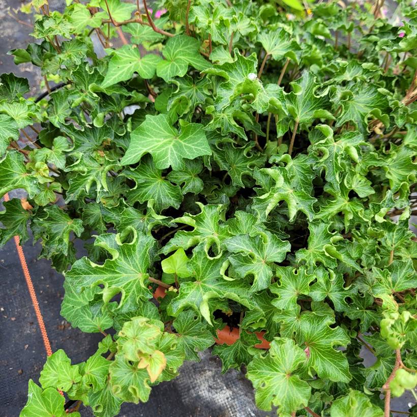 Promesse de Fleurs - Lierre commun - Hedera helix Tango Godet de 8/9 cm