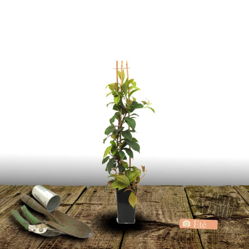 Hortensia grimpant SEMIOLA® 'inovalaur' à fleurs Blanche - feuillage Persistant - Pot de 1,5L - Tuteur bambou 30/60 cm-  hauteur à maturité De 1,50 m - Image 5