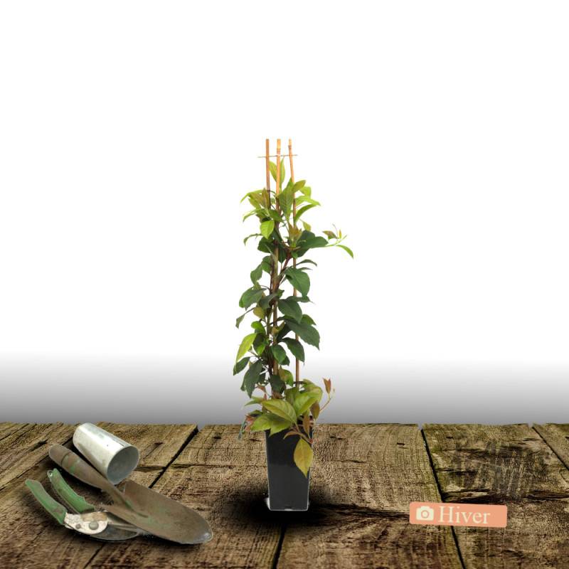 Hortensia grimpant SEMIOLA® 'inovalaur' à fleurs Blanche - feuillage Persistant - Pot de 1,5L - Tuteur bambou 30/60 cm-  hauteur à maturité De 1,50 m - Image 6