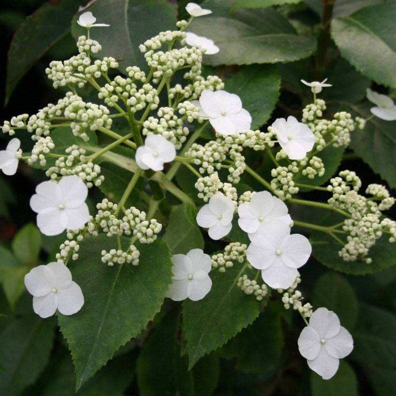 Hortensia grimpant SEMIOLA® 'inovalaur' à fleurs Blanche - feuillage Persistant - Pot de 1,5L - Tuteur bambou 30/60 cm-  hauteur à maturité De 1,50 m - Image 1