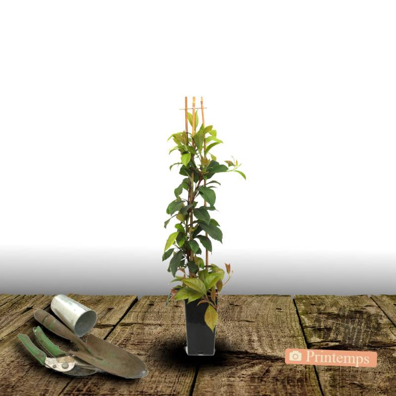 Hortensia grimpant SEMIOLA® 'inovalaur' à fleurs Blanche - feuillage Persistant - Pot de 1,5L - Tuteur bambou 30/60 cm-  hauteur à maturité De 1,50 m - Image 7