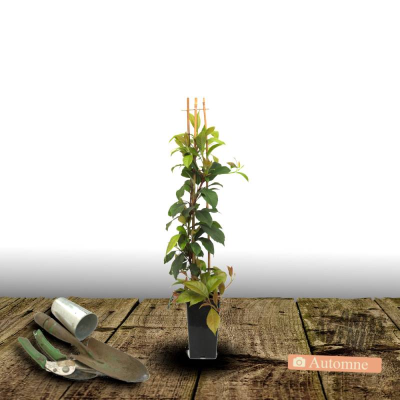 Hortensia grimpant SEMIOLA® 'inovalaur' à fleurs Blanche - feuillage Persistant - Pot de 1,5L - Tuteur bambou 30/60 cm-  hauteur à maturité De 1,50 m - Image 4
