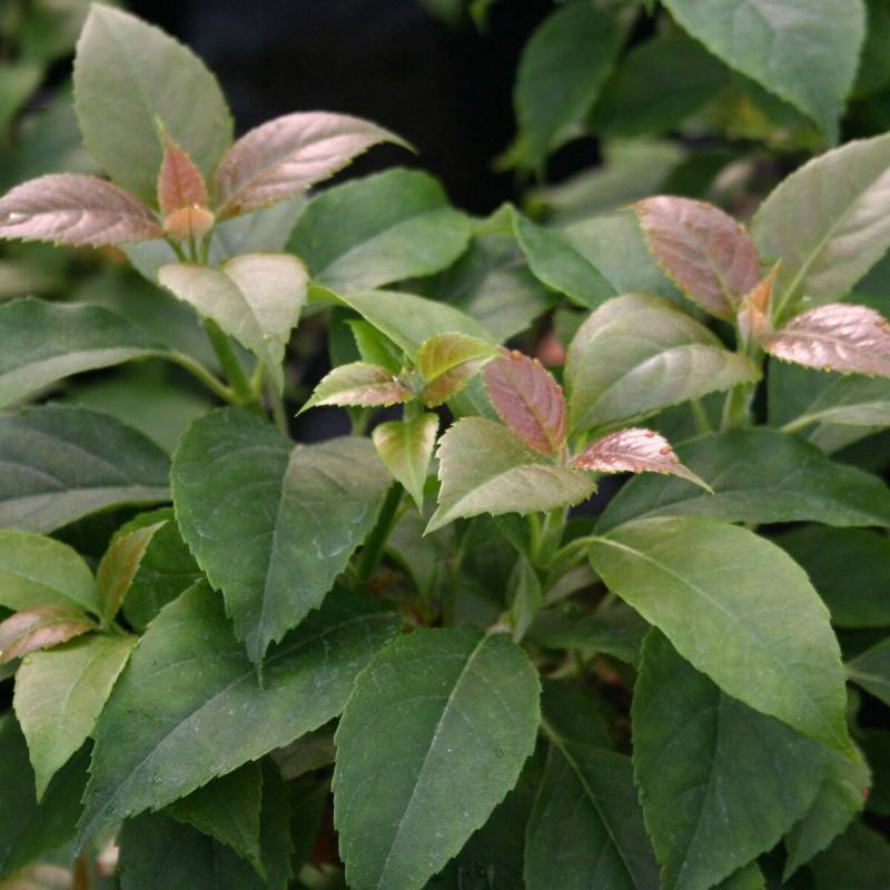 Hortensia grimpant SEMIOLA® 'inovalaur' à fleurs Blanche - feuillage Persistant - Pot de 1,5L - Tuteur bambou 30/60 cm-  hauteur à maturité De 1,50 m - Image 2