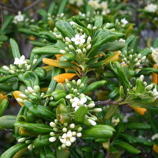Pittosporum tobira - Pittospore du Japon Godet de 8/9 cm - Image 1