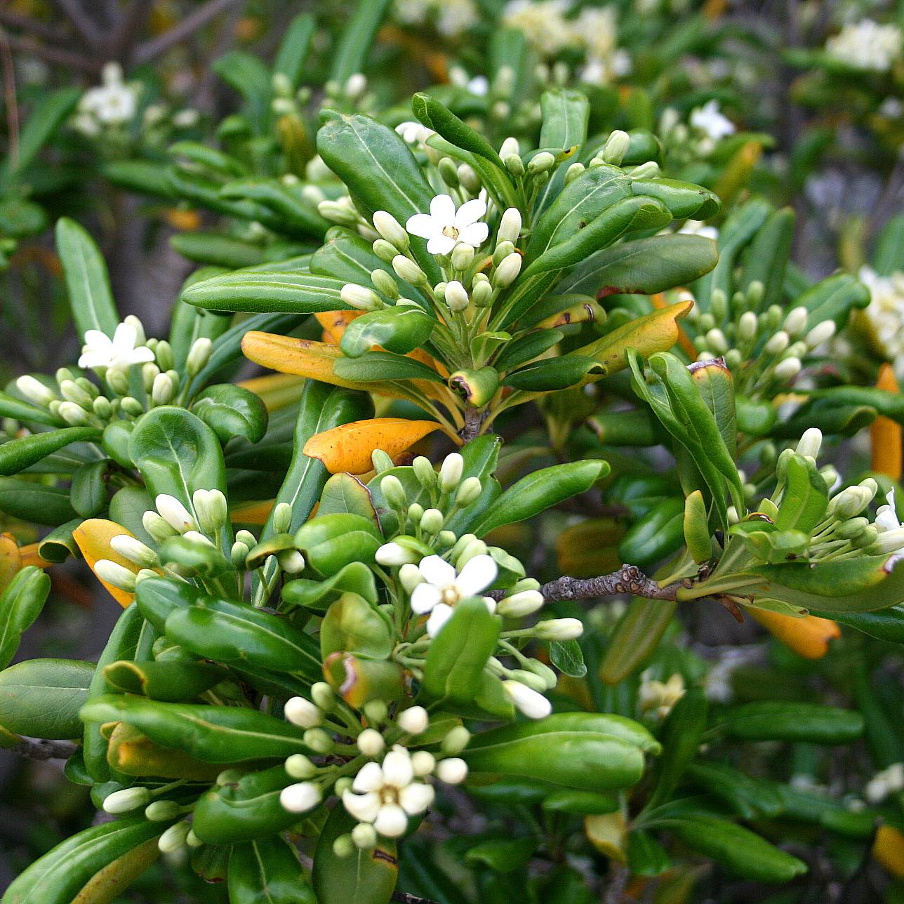 Pittosporum tobira - Pittospore du Japon Godet de 8/9 cm - Image 1