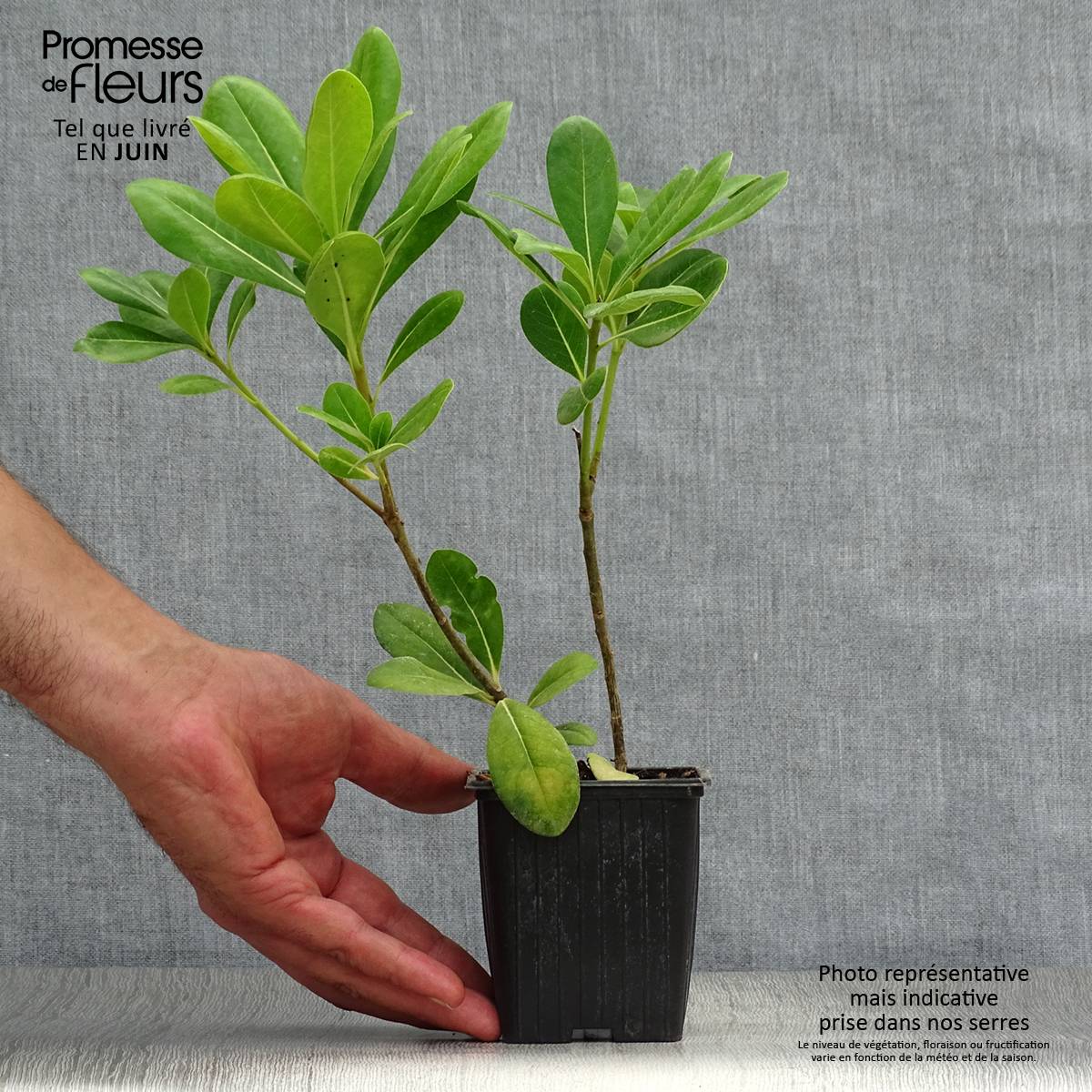Pittosporum tobira - Pittospore du Japon Godet de 8/9 cm - Image 2