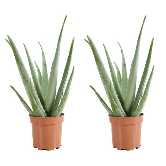 Lot de 2 - Aloe Vera - Plantes d'intérieur - Succulentes - H. 50-60 cm - P. 17cm - Image 1