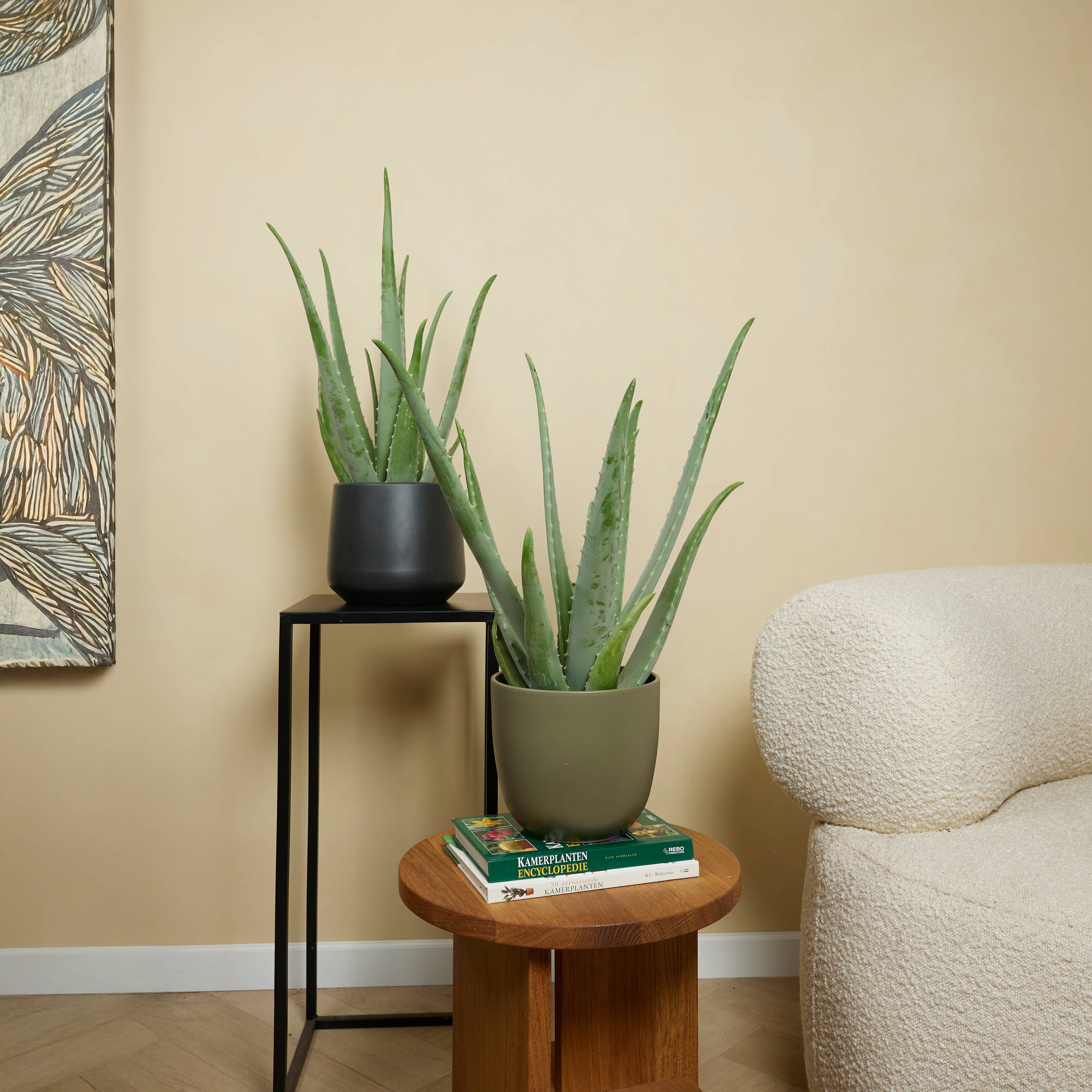 Lot de 2 - Aloe Vera - Plantes d'intérieur - Succulentes - H. 50-60 cm - P. 17cm - Image 3