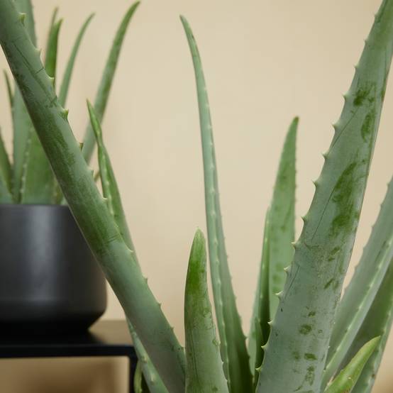 Lot de 2 - Aloe Vera - Plantes d'intérieur - Succulentes - H. 50-60 cm - P. 17cm - Image 6