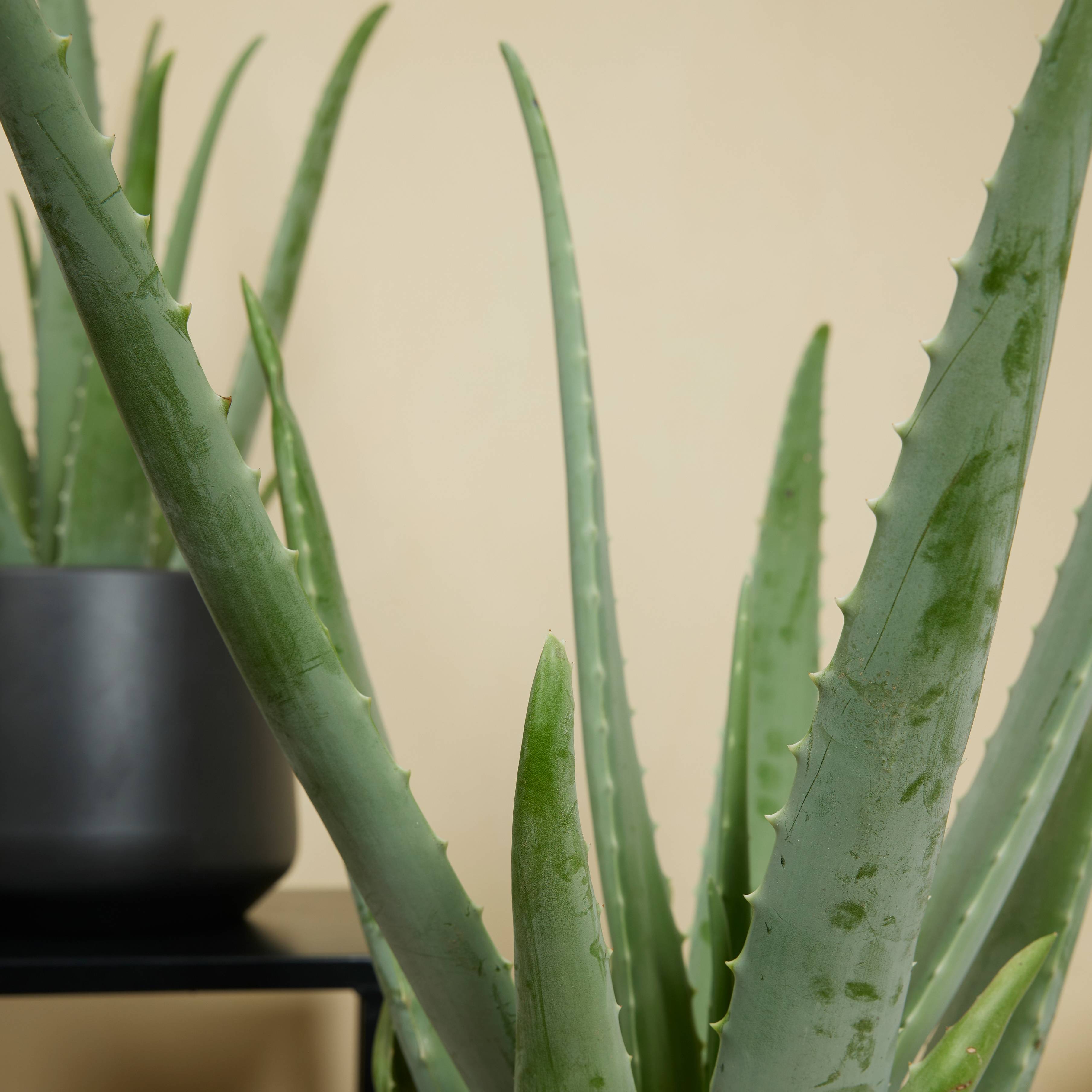 Lot de 2 - Aloe Vera - Plantes d'intérieur - Succulentes - H. 50-60 cm - P. 17cm - Image 6