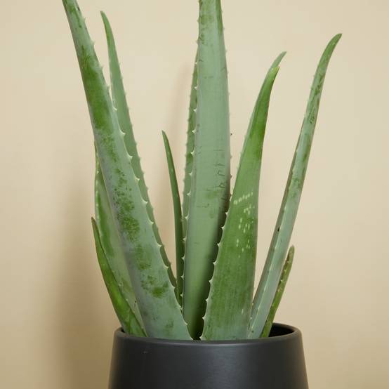 Lot de 2 - Aloe Vera - Plantes d'intérieur - Succulentes - H. 50-60 cm - P. 17cm - Image 7