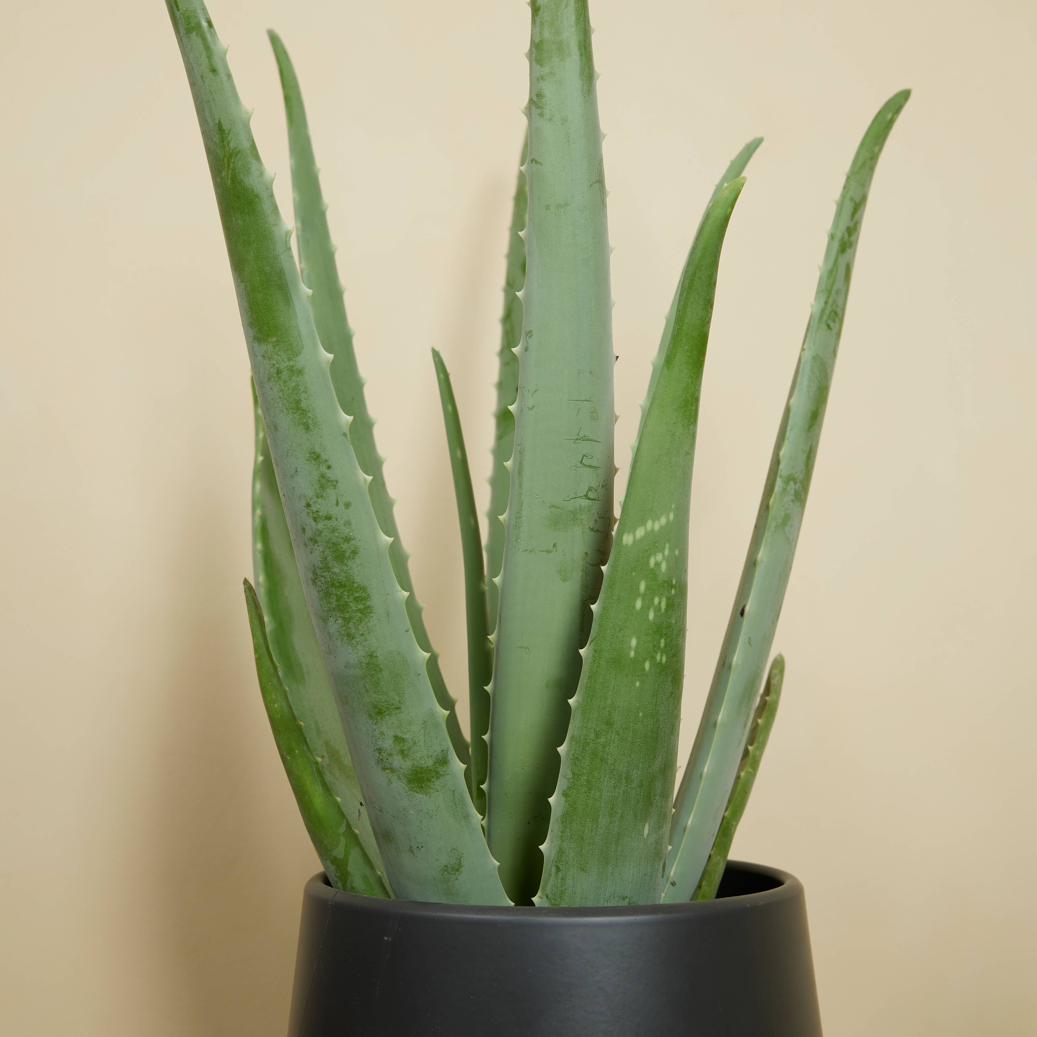 Lot de 2 - Aloe Vera - Plantes d'intérieur - Succulentes - H. 50-60 cm - P. 17cm - Image 7