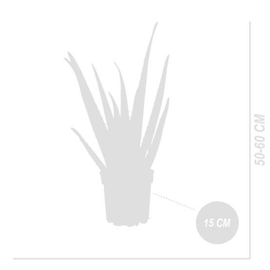 Lot de 2 - Aloe Vera - Plantes d'intérieur - Succulentes - H. 50-60 cm - P. 17cm - Image 8