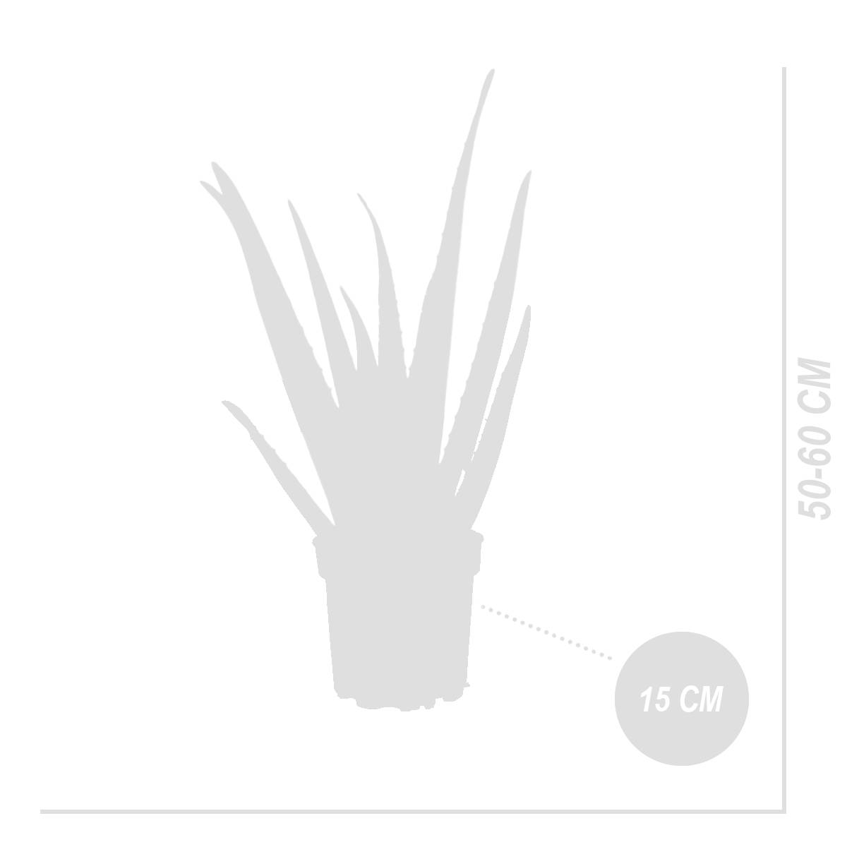 Lot de 2 - Aloe Vera - Plantes d'intérieur - Succulentes - H. 50-60 cm - P. 17cm - Image 8