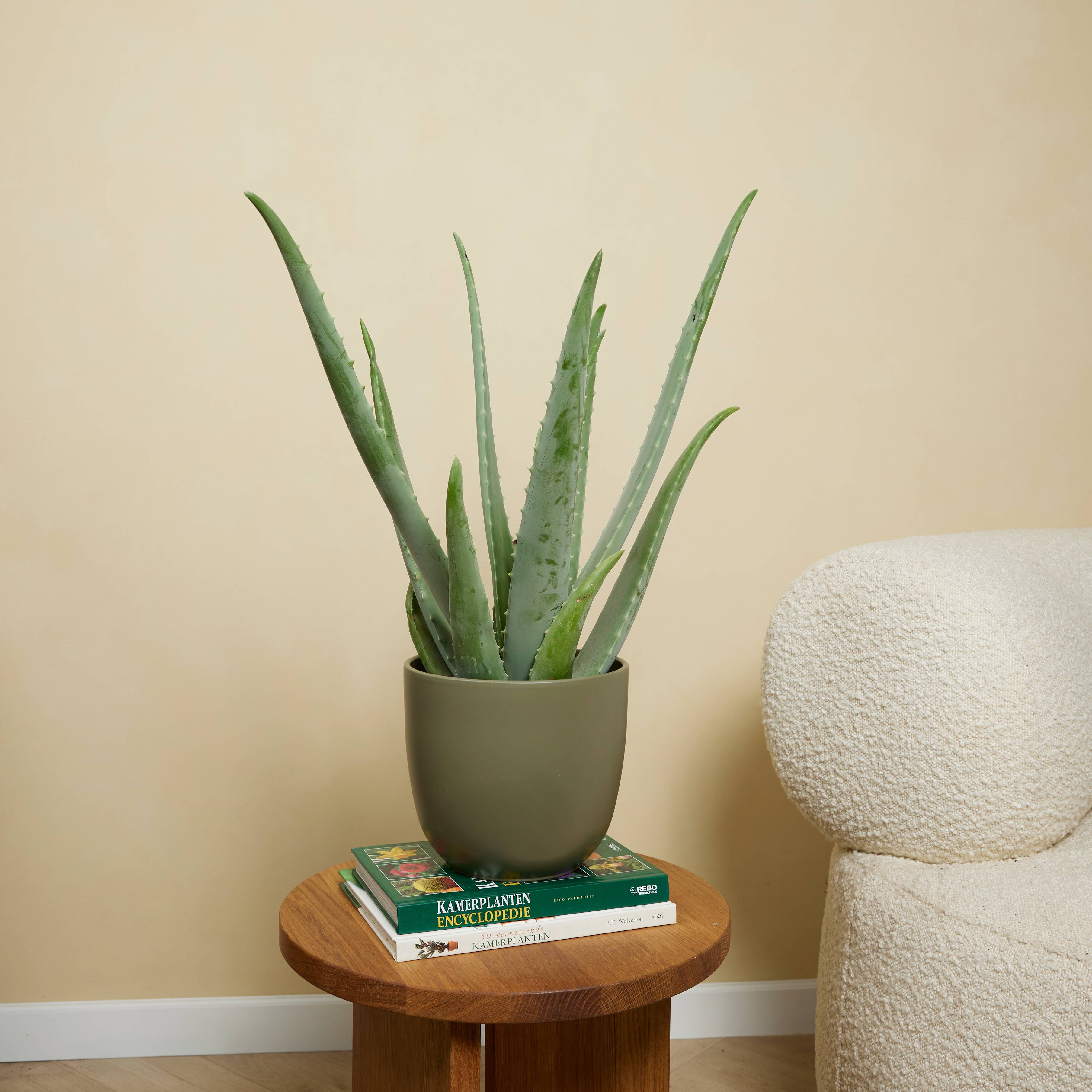 Lot de 2 - Aloe Vera - Plantes d'intérieur - Succulentes - H. 50-60 cm - P. 17cm - Image 5