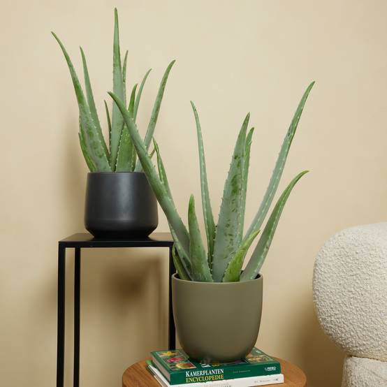 Lot de 2 - Aloe Vera - Plantes d'intérieur - Succulentes - H. 50-60 cm - P. 17cm - Image 2