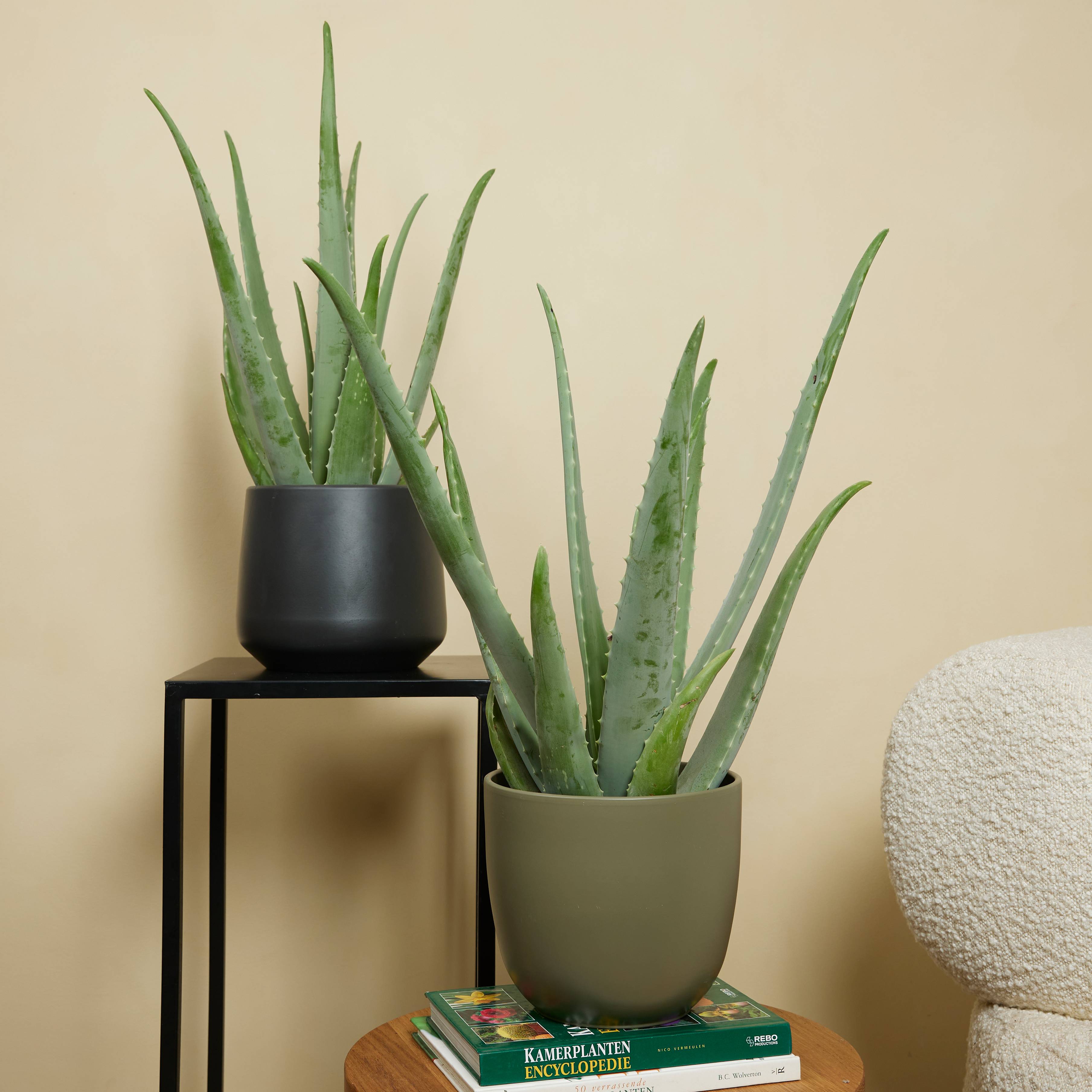 Lot de 2 - Aloe Vera - Plantes d'intérieur - Succulentes - H. 50-60 cm - P. 17cm - Image 2