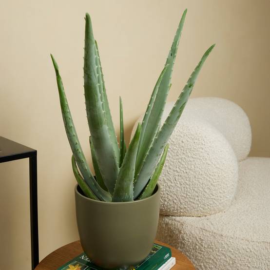 Lot de 2 - Aloe Vera - Plantes d'intérieur - Succulentes - H. 50-60 cm - P. 17cm - Image 4