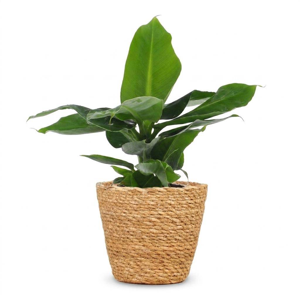 La Green Touch - Musa Oriental Dwarf - Bananier nain - Panier en jonc de mer inclus - Pot Ø12 cm, H 30 cm - Image 2
